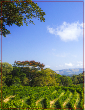 Café d'Éthiopie - Sidama - Moka